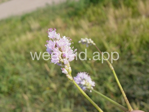 smartweed, water